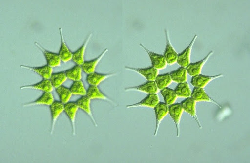 Pediastrum simplex  var. echinulatum 